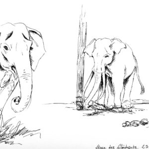 Village des Eléphants - Thaïlande