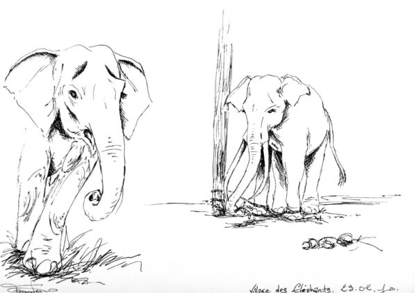 Village des Eléphants - Thaïlande